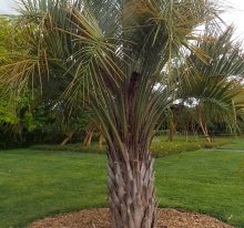 Бутия Мануэла головчатая