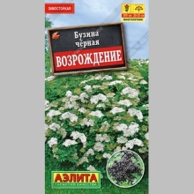 Бузина Возрождение (черная)