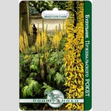 Бузульник Рокет (Пржевальского)