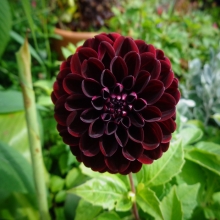 Георгина Вотан Тёмная (Wotan Dark Leaf) (большой пакет)