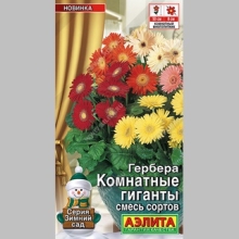 Гербера Комнатные гиганты