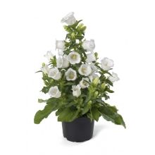 Колокольчик Эппил F1 Белый