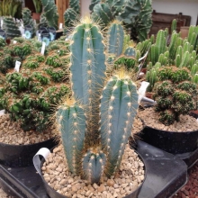 Цереус Санта-Фе (Форбса)