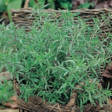 Чабер Цитрон