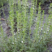 Чабер горный многолетний Горец