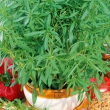 Чабер Ароматный