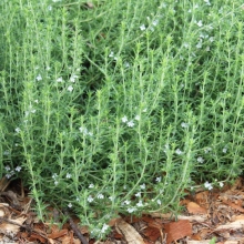 Чабер Пикник огородный