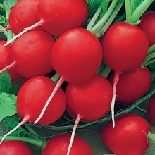 Редис Чемпион