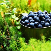 Черника Зоркий глаз