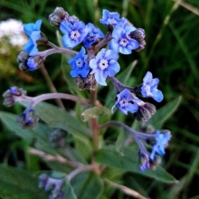 Чернокорень Небосвод (Циноглоссум приятный)