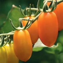 Томат Черри-Банано