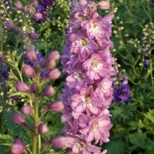 Дельфиниум Мэджик Фонтэйнс Черри Блоссом Вайт Би (Семена Профи)