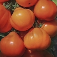 Томат Чудо-чудное