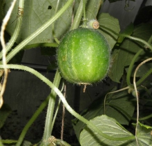 Огурец Чупа-Щупс F1