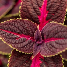 Колеус балконный Бургундское вино