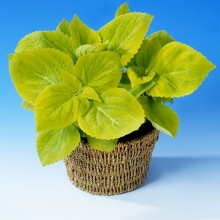 Колеус Джиант Эксибишн Ламлайт