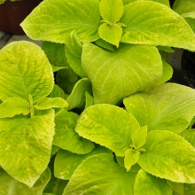 Колеус Визард Голден