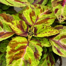 Колеус Визард Мозаика