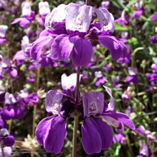 Коллинзия Биколор