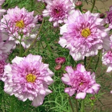 Космея Махровая кнопка Двуцветная