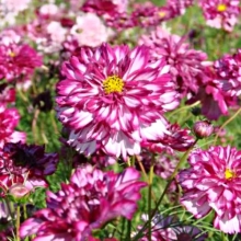 Космея Махровая кнопка Биколор Виолет