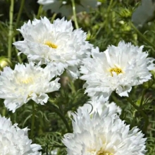 Космея Махровая кнопка Белая