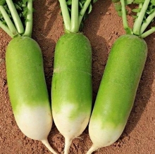 Редька Мисато Грин (дайкон) (Саката)