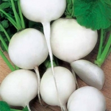 Дайкон Саша