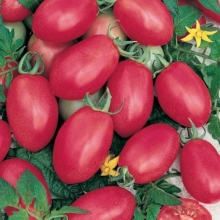 Томат Розовый лимон