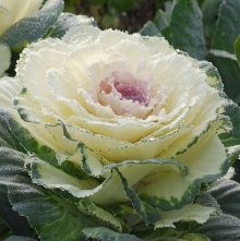 Капуста Санрайз F1 (декоративная)