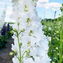 Дельфиниум Царский Белоснежный