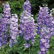 Дельфиниум Мэджик Фонтэйнс Лавендер Вайт Би