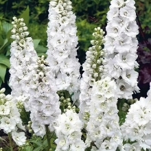 Дельфиниум Мэджик Фонтэйнс Пьюр Вайт