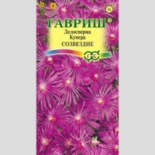 Делосперма купера Созвездие