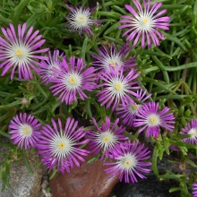 Делосперма Огни большого города