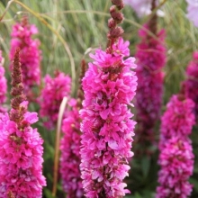 Дербенник Rosy Gem Иволистный (большой пакет)