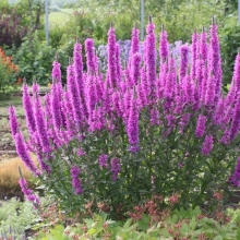 Дербенник Розовый жемчуг