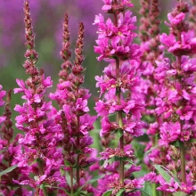 Дербенник Розовый замок иволистный