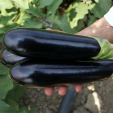 Баклажан Дестан F1