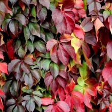 Девичий виноград пятилисточковый