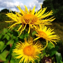 Девясил Много Сил