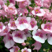 Диасция Бася