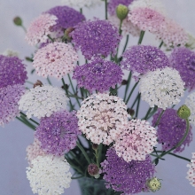 Дидискус Олимпий смесь