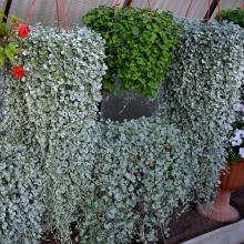 Дихондра Изумрудная и Серебристая (большой пакет)