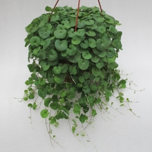 Дихондра Ампельная