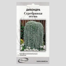 Дихондра Серебряная осень