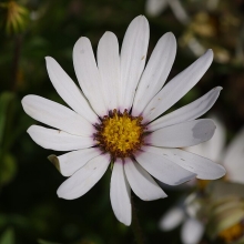 Диморфотека Джулия белая