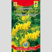 Дицентра Золотые слёзы