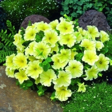 Петуния Дольче Лимонселло