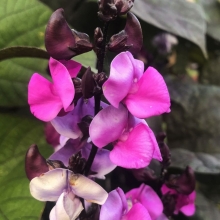 Долихос Лаблаб Ред уайт